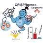 crisprgenee:-new-method-leads-to-a-better-understanding-of-cell-functions