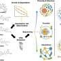 scientists-reveal-mechanisms-of-synthetic-microbial-consortium-for-soil-remediation