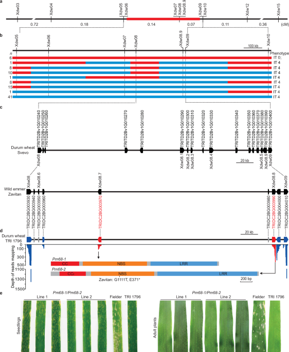 an-nlr-pair-in-the-pm68-locus-confers-powdery-mildew-resistance-in-durum-and-common-wheat