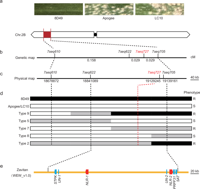 two-complementary-nlrs-from-wild-emmer-wheat-confer-powdery-mildew-resistance