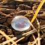 yeast-proteins-reveal-the-secrets-of-drought-resistance