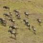 scalable-ai-tracks-motion-from-single-molecules-to-wildebeests
