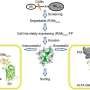 nanobody-guided-approach-enables-efficient-fluorescent-labeling-of-endogenous-proteins
