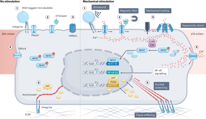 synthetic-mechanotransduction