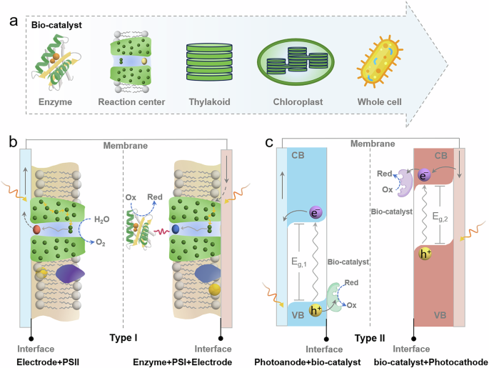 bio-hybrid-photoelectrochemical-catalysis-for-solar-fuels-and-chemicals-conversion