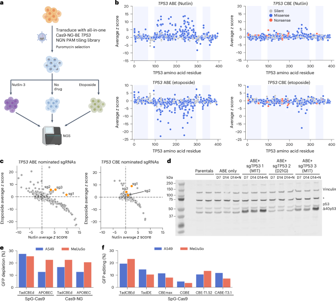 activity-based-selection-for-enhanced-base-editor-mutational-scanning
