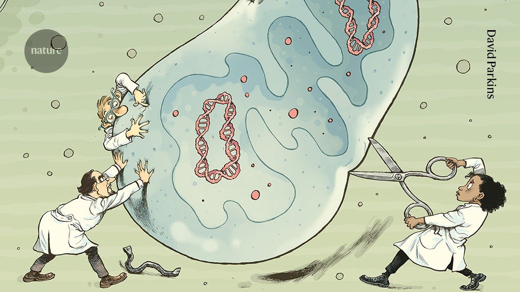 faulty-mitochondria-cause-deadly-diseases:-fixing-them-is-about-to-get-a-lot-easier