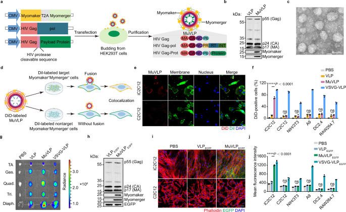 muscle-specific-gene-editing-therapy-via-mammalian-fusogen-directed-virus-like-particles