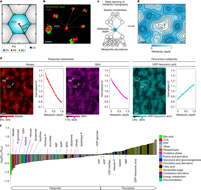 spatial-metabolic-gradients-in-the-liver-and-small-intestine