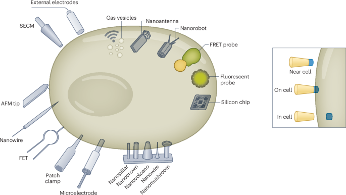 nanosensors-for-real-time-intracellular-analytics