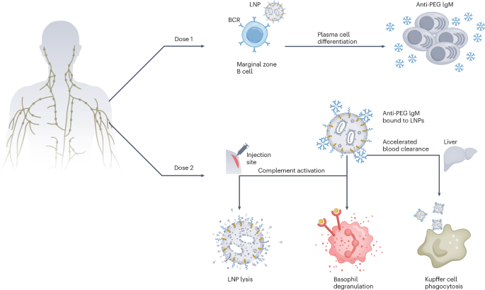 designing-around-immune-memory-to-counter-peg-immunogenicity