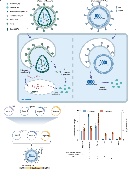 engineering-a-streamlined-virus-like-particle-for-programmable-tissue-specific-gene-delivery