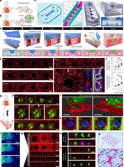 a-tumor-on-a-chip-for-in-vitro-study-of-car-t-cell-immunotherapy-in-solid-tumors
