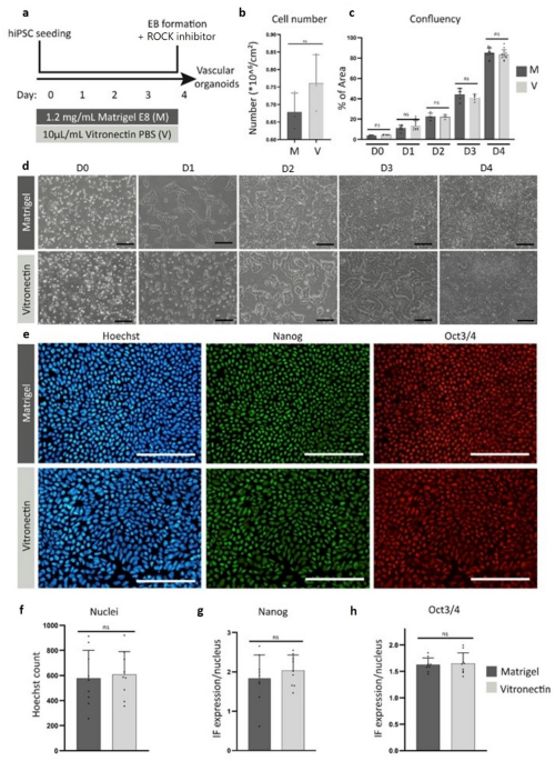 animal-free-alternatives-for-matrigel-in-human-ipsc-derived-blood-vessel-organoid-culture
