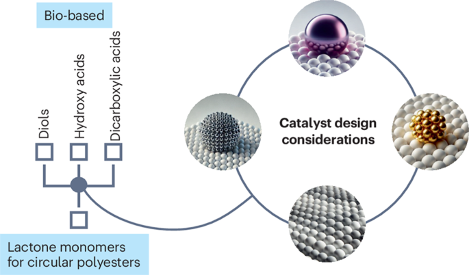 production-of-bio-based-lactones-as-monomers-for-a-circular-polymer-economy