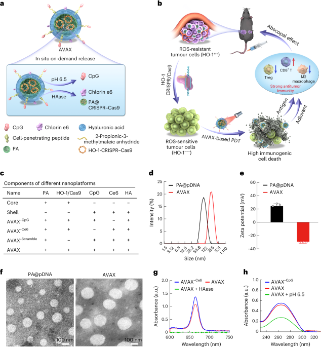 a-ho-1-gene-knockout-using-a-nanocrispr-scaffold-suppresses-metastasis-in-mouse-models