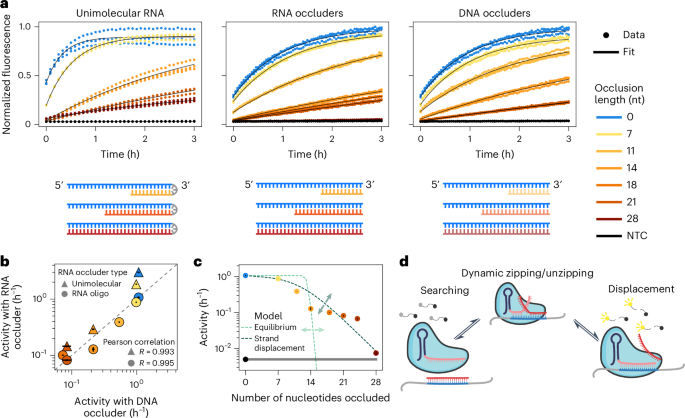 rna-structure-modulates-cas13-activity-and-enables-mismatch-detection