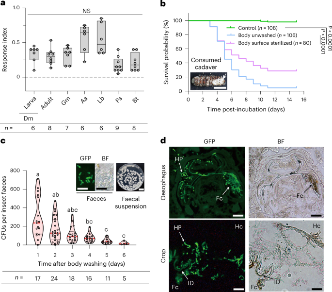 Engineered Metarhizium fungi produce longifolene to attract and kill mosquitoes