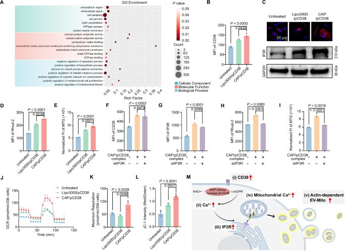 super-mitochondria-enriched-extracellular-vesicles-enable-enhanced-mitochondria-transfer