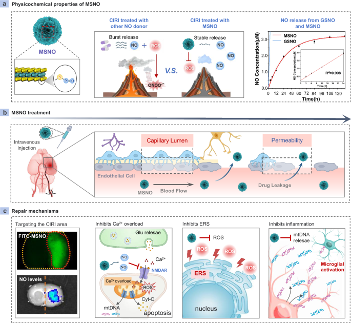 an-enos-like-nanomaterial-for-specific-reversal-of-cerebral-ischemia-reperfusion-injury