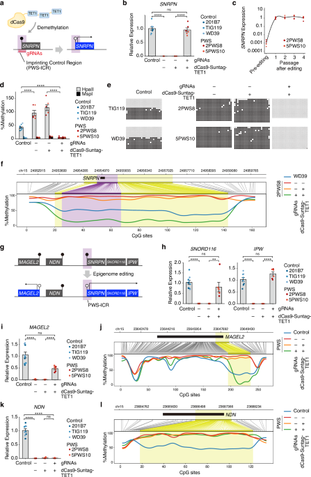 rescue-of-imprinted-genes-by-epigenome-editing-in-human-cellular-models-of-prader-willi-syndrome