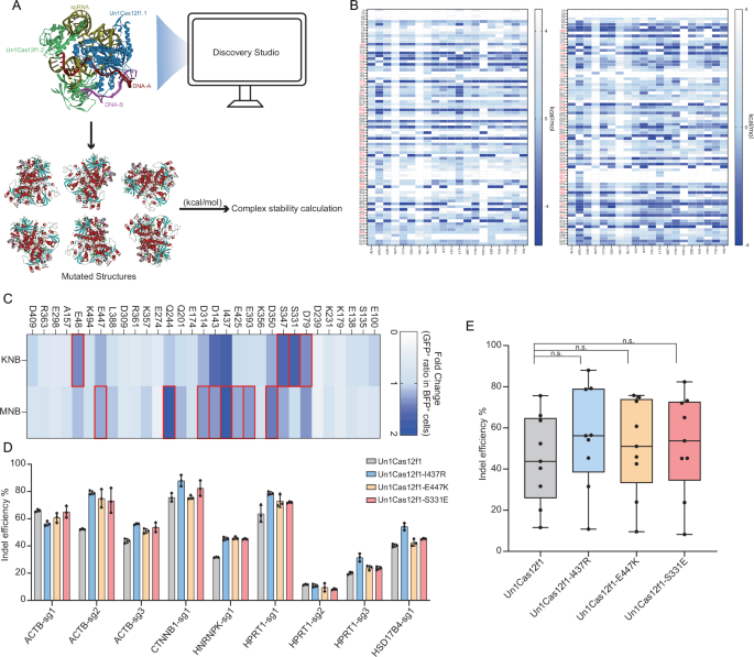 noncanonical-target-strand-cytosine-base-editing-via-engineered-un1cas12f1-platform