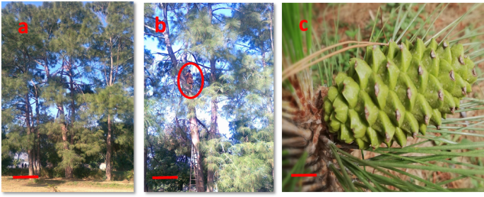 an-improved-and-simplified-somatic-embryogenesis-protocol-in-chir-pine-(pinus-roxburghii)