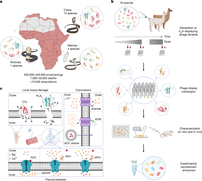 nanobody-based-recombinant-antivenom-for-cobra,-mamba-and-rinkhals-bites