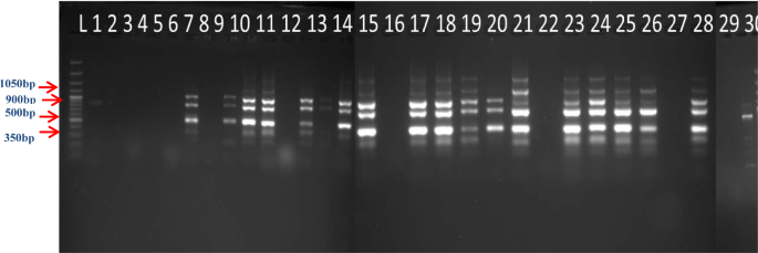 molecular-characterization-of-curry-leaf-genotypes-using-issr-markers