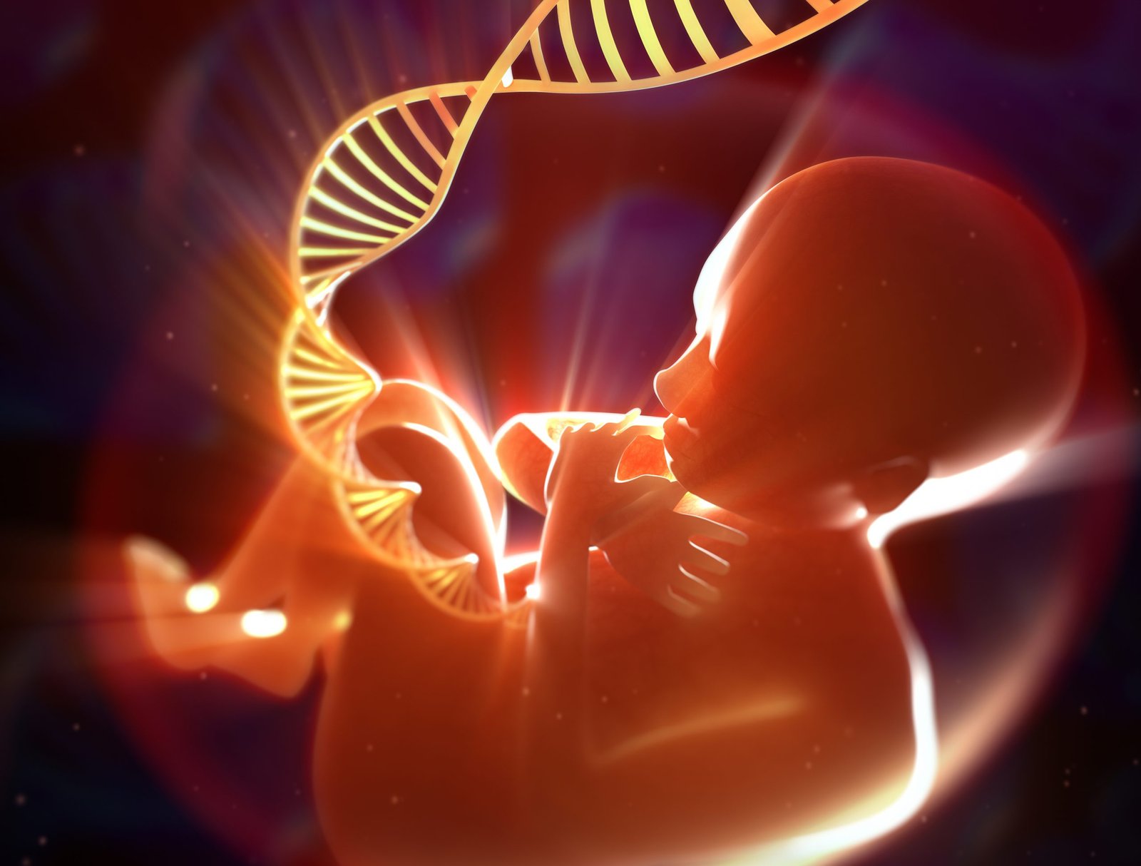 fetal-heart-map-illuminates-development-and-origins-of-congenital-defects