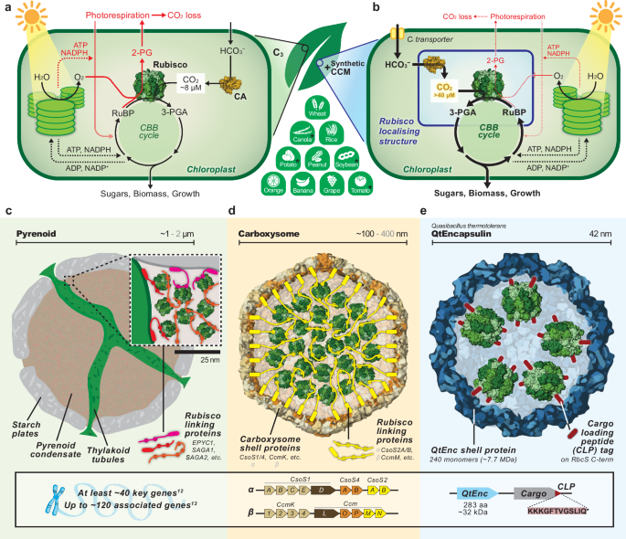 reprogramming-encapsulins-into-modular-carbon-fixing-nanocompartments