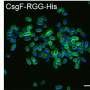 engineered-e.-coli-use-direct,-cell-to-cell-contact-to-grow-into-new-structures