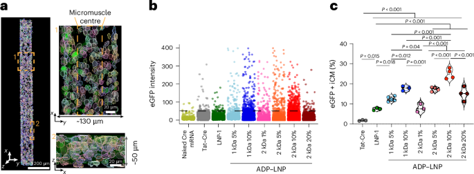 a-modified-nanoparticle–mrna-complex-for-improved-gene-editing-in-the-heart