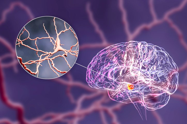 brainstem-atlas-maps-the-developing-brain,-revealing-clues-to-parkinson’s