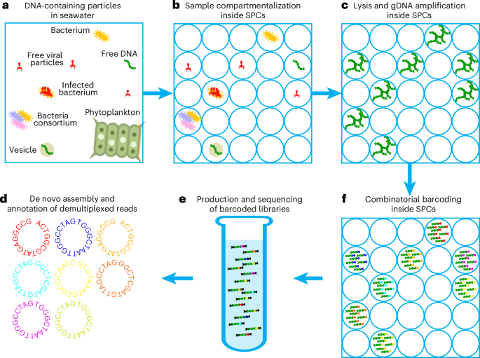 single-particle-genomics-uncovers-abundant-non-canonical-marine-viruses-from-nanolitre-volumes