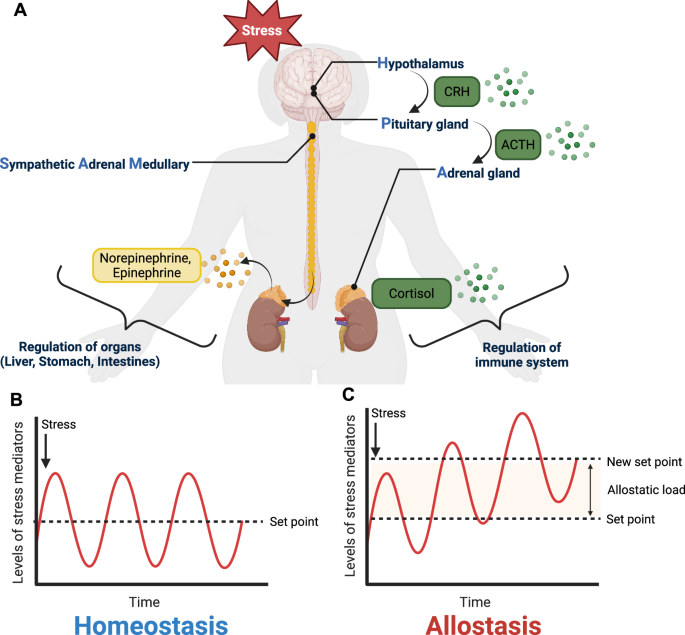 integrating-allostasis-and-emerging-technologies-to-study-complex-diseases