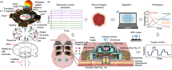 development-of-a-wireless-bioelectronic-actuator-for-wound-healing-in-a-porcine-model