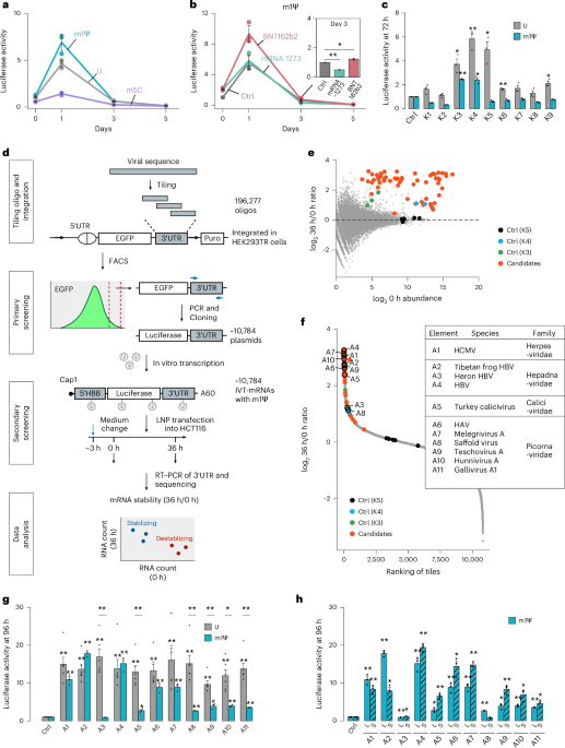rna-stability-enhancers-for-durable-base-modified-mrna-therapeutics