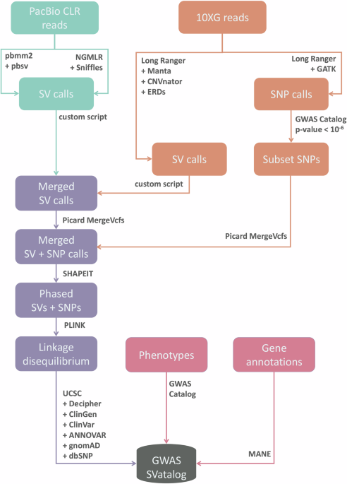 gwas-svatalog:-a-visualization-tool-to-aid-fine-mapping-of-gwas-loci-with-structural-variations