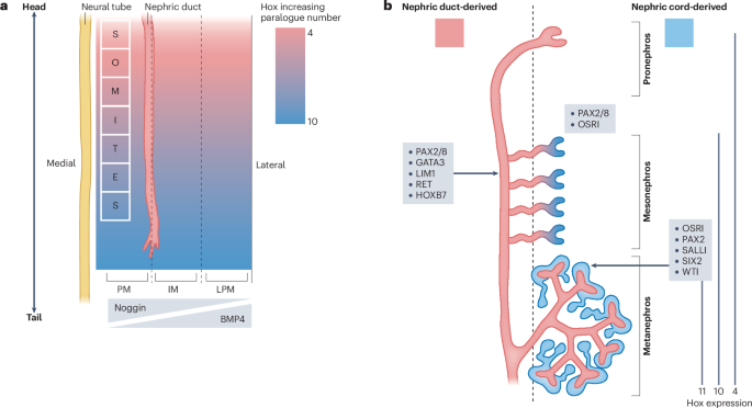 advances-and-continuing-challenges-in-differentiation-of-stem-cells-to-human-kidney-tissue