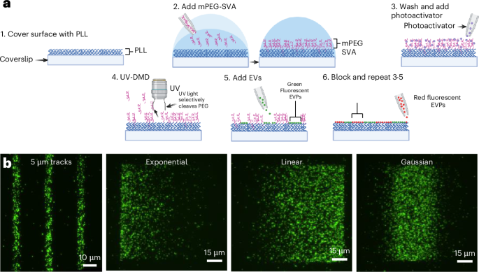 a-light-induced-micropatterning-technique-for-extracellular-vesicles-and-particles