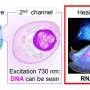 simultaneous-imaging-of-intracellular-dna-and-rna-using-harmless-light