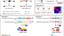 continuous-targeted-hypermutation-with-a-tunable-mutation-window