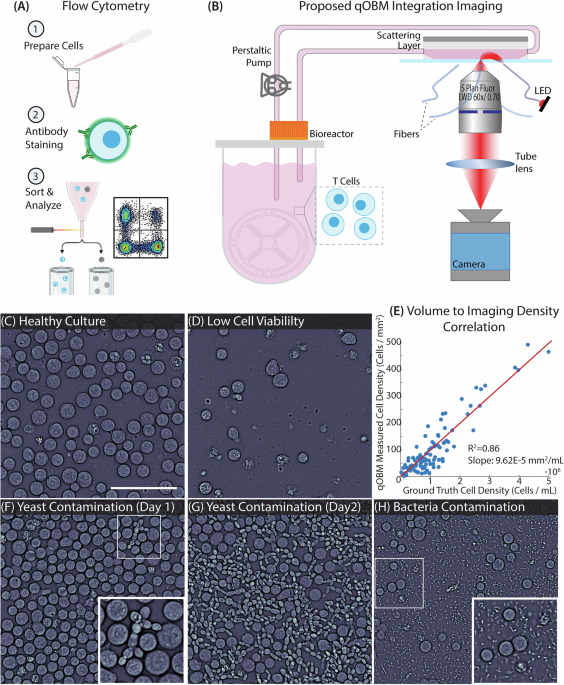 label-free-in-line-characterization-of-immune-cell-culture-using-quantitative-phase-imaging