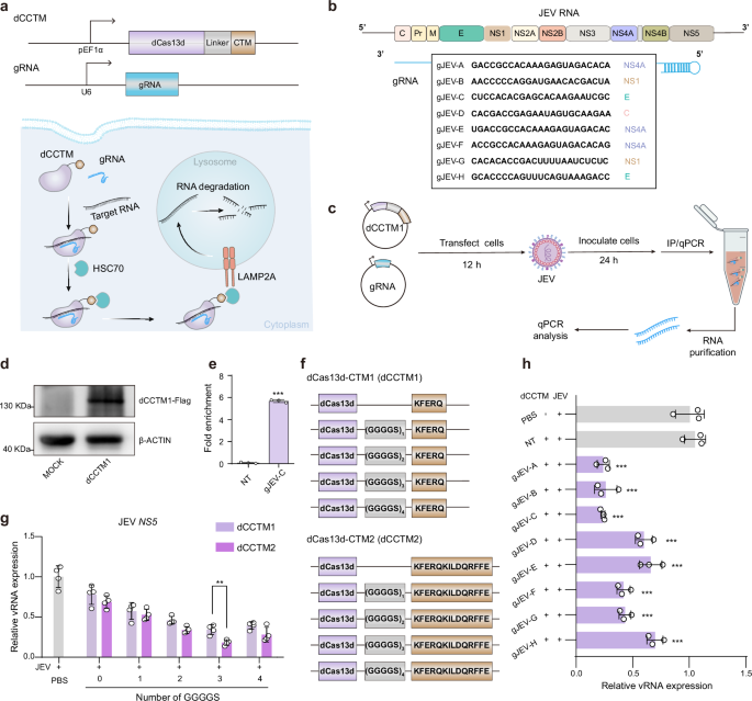 programmable-targeted-rna-degradation-via-dcas13d-directed-chaperone-mediated-autophagy-(dcascma)