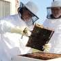 ai-in-bee-hives:-monitoring-system-remotely-predicts-flowering-periods
