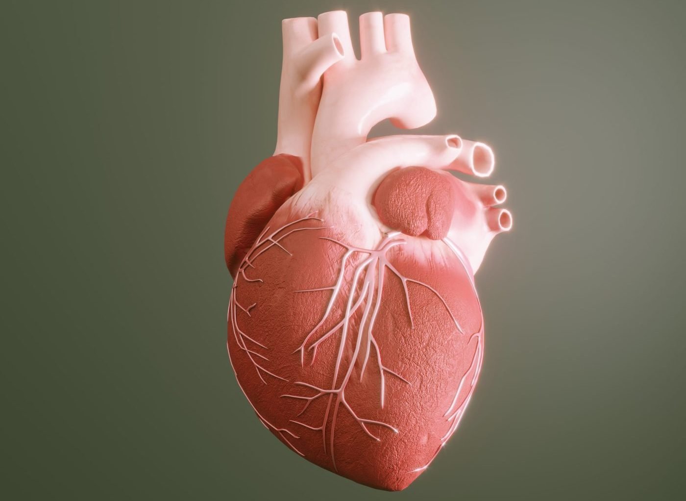experimental-drug-boosts-dna-repair-response-in-damaged-heart-tissue