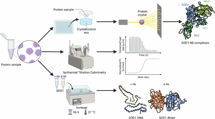 structural-mechanisms-and-insights-on-multiple-nanobodies-binding-diverse-sod1-epitopes