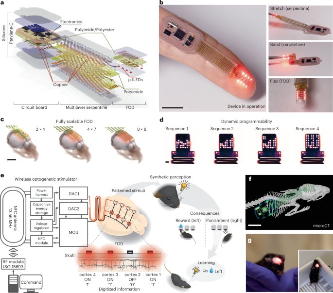 patterned-wireless-transcranial-optogenetics-generates-artificial-perception