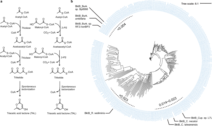 a-highly-active-burkholderia-polyketoacyl-coa-thiolase-for-production-of-triacetic-acid-lactone